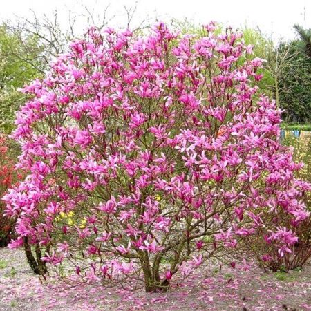 Magnolia "Susan" - Photo by Kor!An (Андрей Корзун) (CC BY-SA 3.0)
