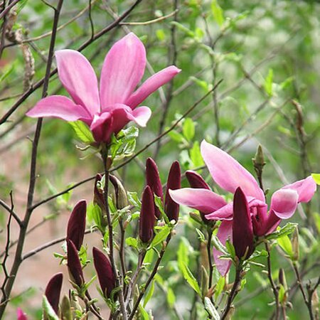 Magnolia "Susan" - Photo by Kor!An (Андрей Корзун) (CC BY-SA 3.0)
