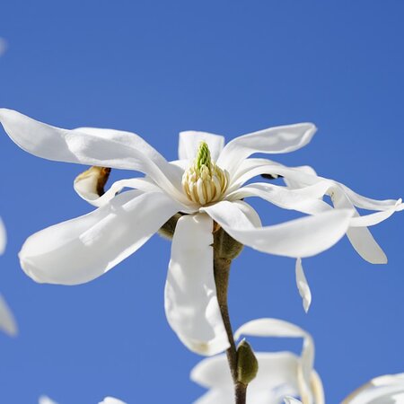 Magnolia 'Wada's Memory' - Image by Hans from Pixabay 