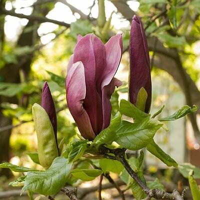Magnolia 'Black Beauty' - Photo by Piotr Janicki (CC BY-SA  4.0)