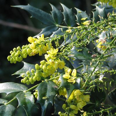 Mahonia “Buckland” - Photo by peganum (CC BY-SA 2.0)