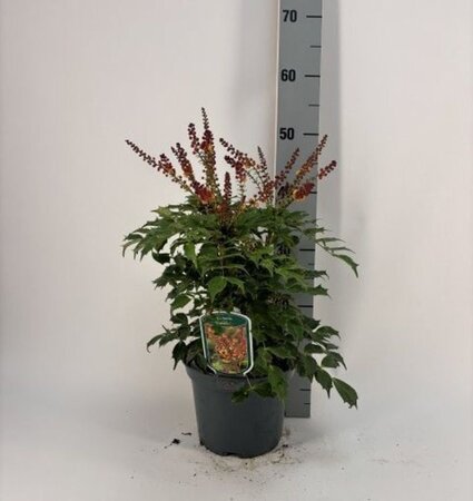 Mahonia 'Cabaret' - Image courtesy of Pannebakker