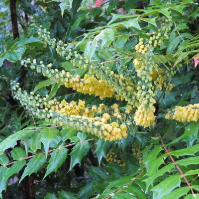 Mahonia Charity - Image courtesy of Oregon University (CC BY-SA 2.0)