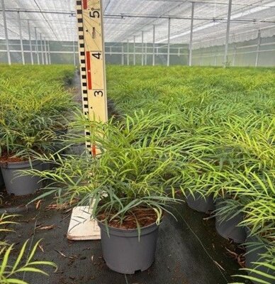 Mahonia 'Soft Caress'® - Image courtesy of Pannebakker