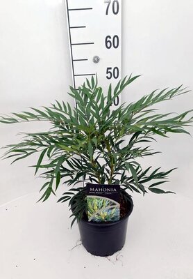 Mahonia 'Sweet Winter' - Image courtesy of Pannebakker