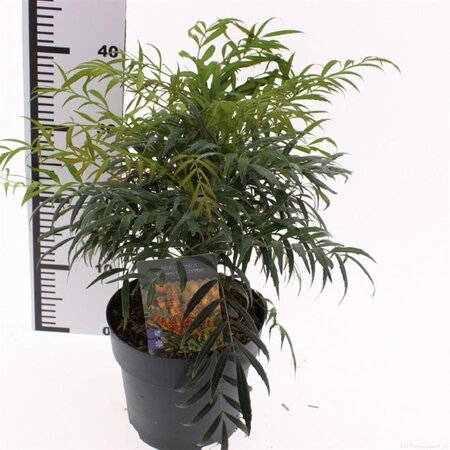Mahonia 'Volcano' - Image courtesy of Pannebakker