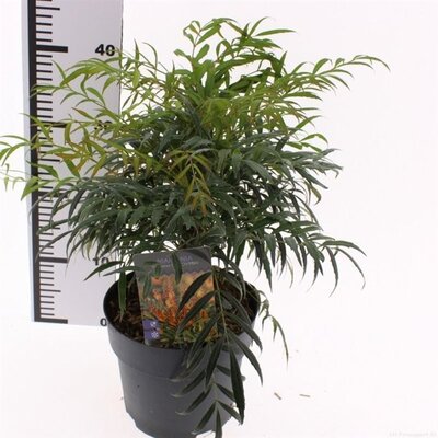 Mahonia 'Volcano' - Image courtesy of Pannebakker