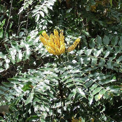 Mahonia “Maharajah” - Photo by Karsten Heinrich (CC BY-SA 3.0)
