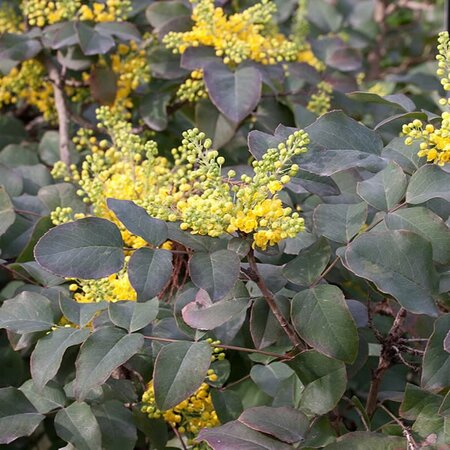 Mahonia 'Rotundifolia' - Photo by Denis.prévôt (CC BY-SA 3.0)