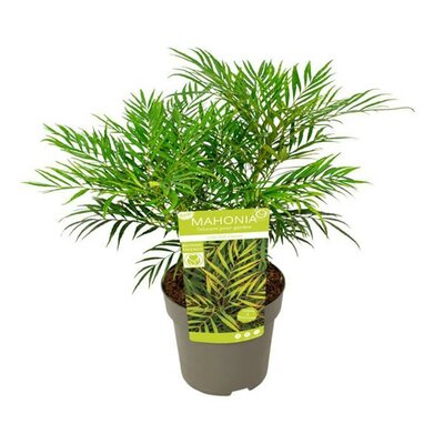 Mahonia 'Soft Caress' (3L pot)