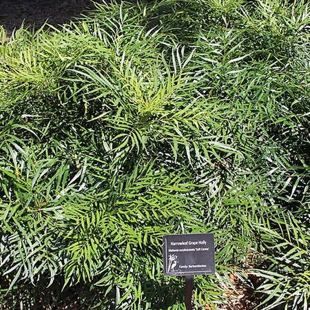 Mahonia 'Soft Caress' - Photo by Michael Rivera (CC BY-SA 4.0)