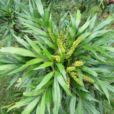 Mahonia eurybracteata - Photo by Leonora (Ellie) Enking  (CC By-SA 2.0)