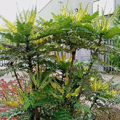 Mahonia Media 'Winter Sun' (5L pot)