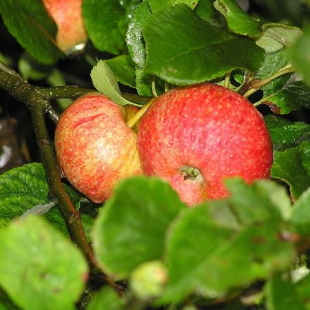 Malus 'Beauty of Bath' (10L pot)