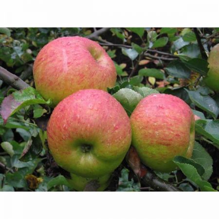 Malus 'Bramley's Seedling' (10L pot)