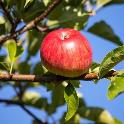 Malus 'Idared' - Image by minka2507 from Pixabay