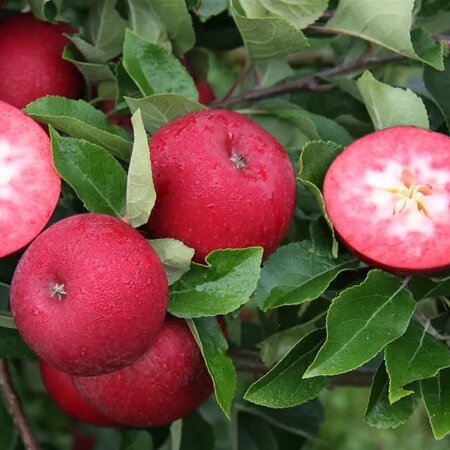 Apple 'Rosette' - Public image here under fair use