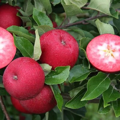 Apple 'Rosette' - Public image here under fair use