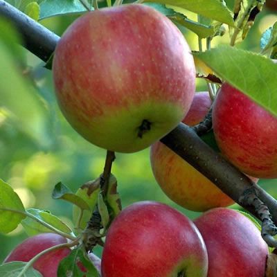 Malus "Discovery"