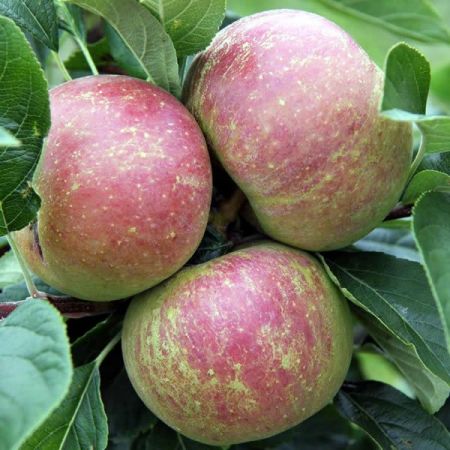 Apple 'Charles Ross' - Public Image here under fair use.