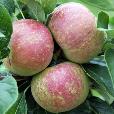 Apple 'Charles Ross' - Public Image here under fair use.