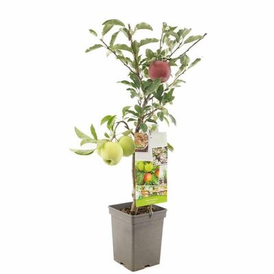 Malus domestica Duo Apple Patio Fruit - Image courtesy of Plantline