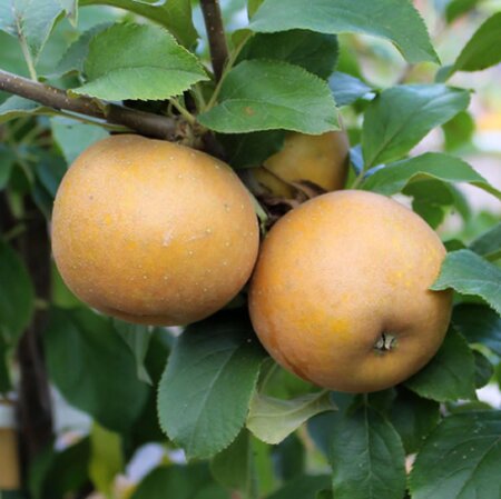 Malus Egremont Russet (10L) - Public domain image