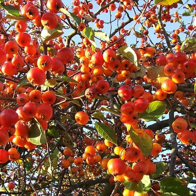 Malus 'Evereste' (9.5L pot)