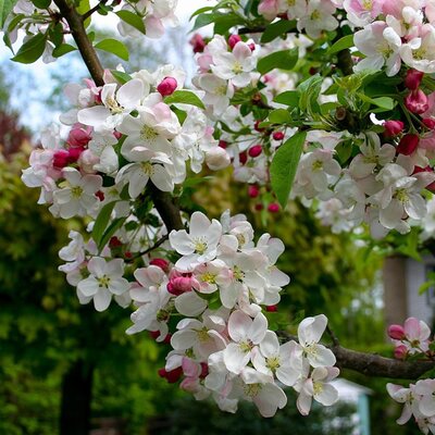 Malus 'Evereste' (10L pot)
