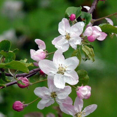 Malus 'Gorgeous' - Image by Hans from Pixabay