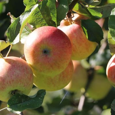 Malus 'Jonagold' (10L pot)