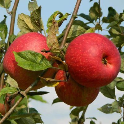 Malus 'Red Devil' (10L pot)