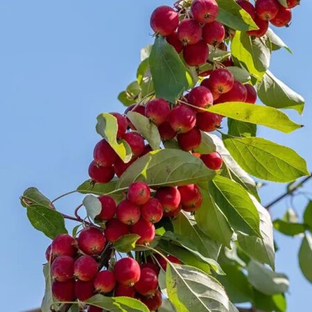 Malus 'Red Obelisk' - Photo courtesy of PictureThis (CC0)