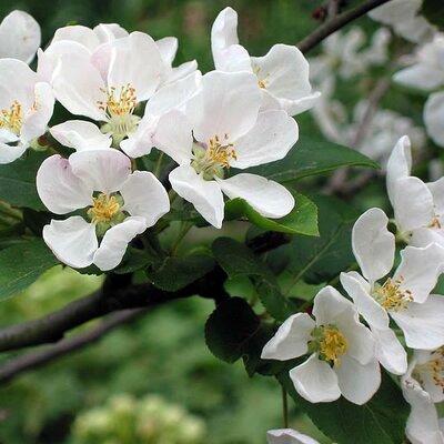 Malus Red Sentinel - Photo by Rasbak (CC BY-SA 3.0)