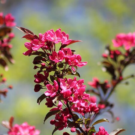 Malus 'Scarlett' - Image by Dominik Rheinheimer from Pixabay
