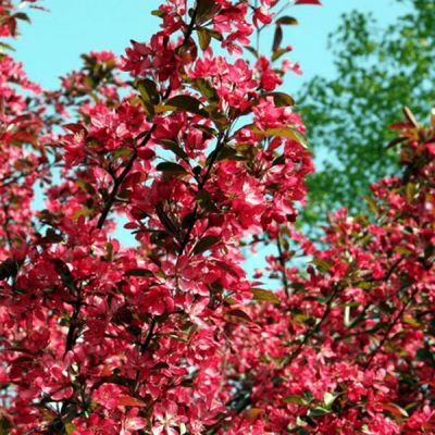 Malus Scarletta (10L pot)