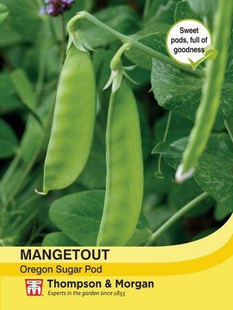 Mangetout Oregon Sugar Pod - image 1