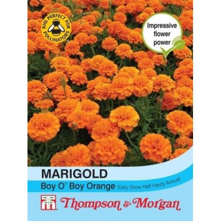 Marigold Boy O Boy Orange - Image courtesy of T&M