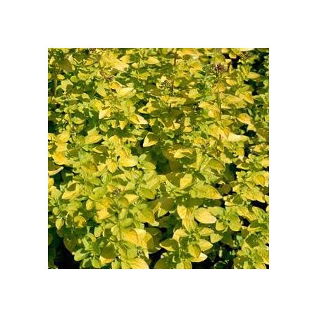 Marjoram Golden  (9cm pot)