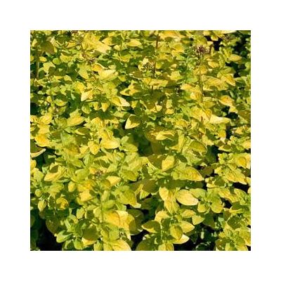 Marjoram Golden  (9cm pot)