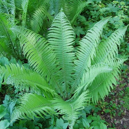 Matteuccia Struthioperis - Photo by de:Benutzer:Griensteidl (CC BY-SA 3.0)