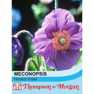 Meconopsis Hensol Violet - Image courtesy of T&M