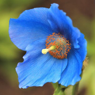 Meconopsis “Lingholm” - Image by Debbie Clark from Pixabay  