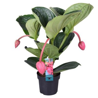 Medinilla 'Flamenco' (17cm pot)