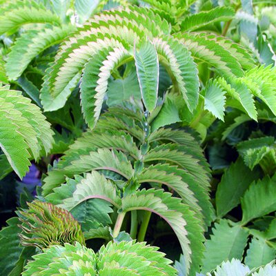 Melianthus major - Image courtesy of Schram Plants