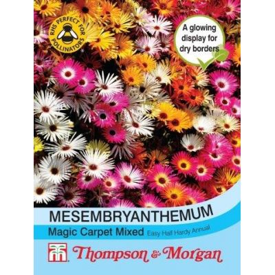 Mesembryanthemum Magic Carpet Mixed - Image courtesy of T&M