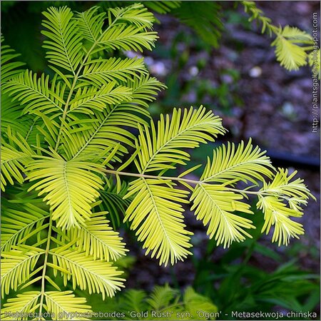 Metasequoia 'Gold Rush' - Photo by Babij (CC BY-SA 2.0)