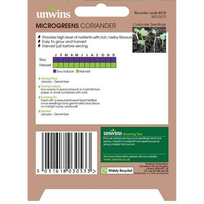 MicroGreens Coriander - image 2