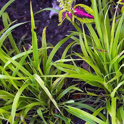 Milium effusum aureum - Photo by F. D. Richards (CC BY-SA 2.0)