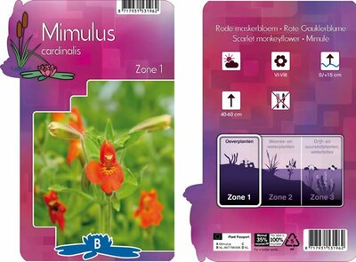 Mimulus cardinalis - Image courtesy of Pannebakker